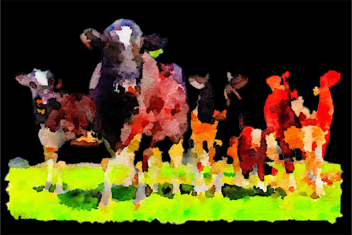 *"Vacas by night", por el Arq. Gastón Boero.*