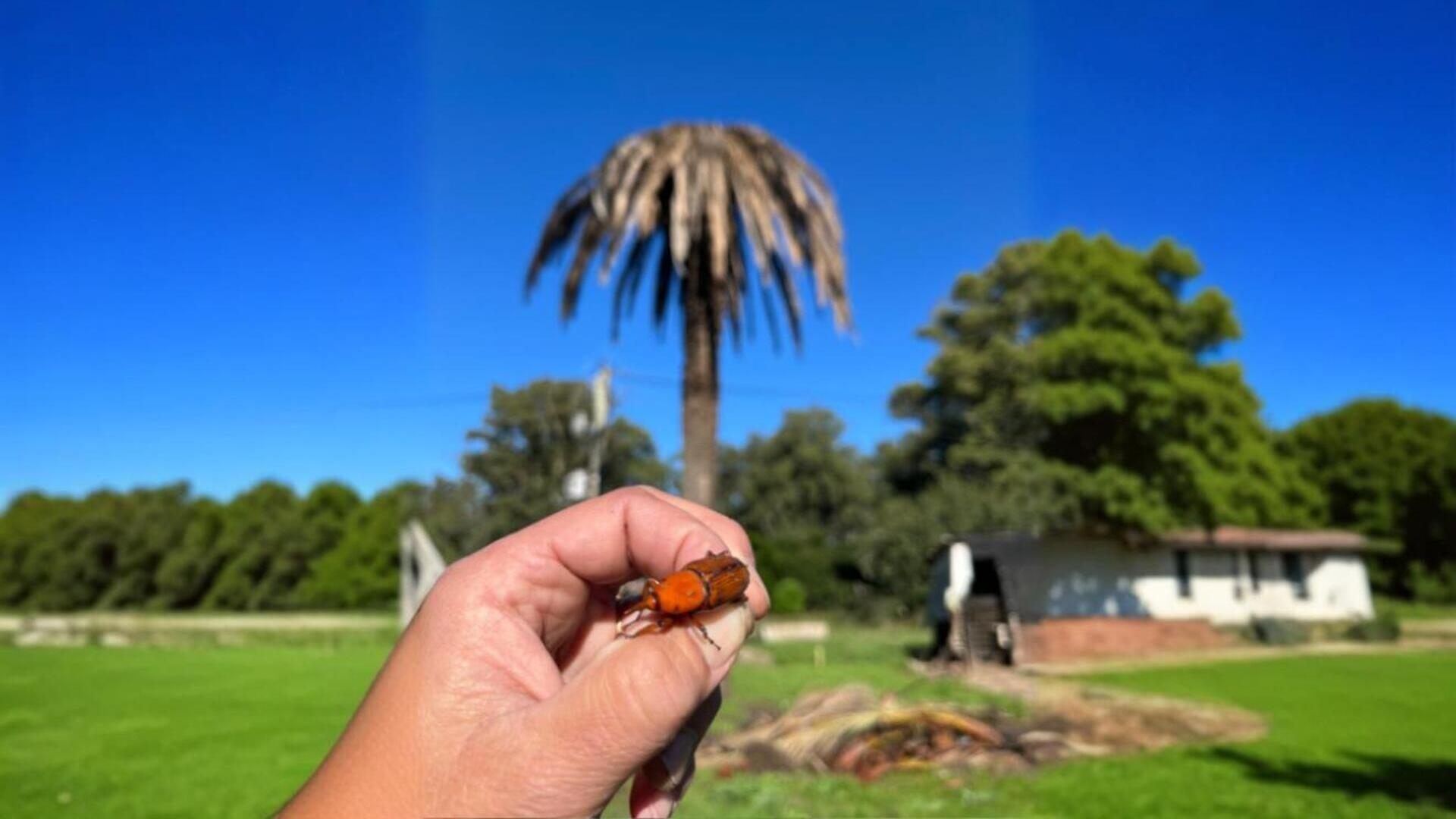El picudo rojo y las palmeras en Uruguay.