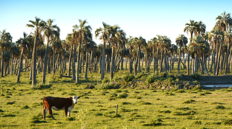 *Palmares de Rocha, Uruguay / Crédito de imagen: Eduardo Amorim / Vía: Flickr*