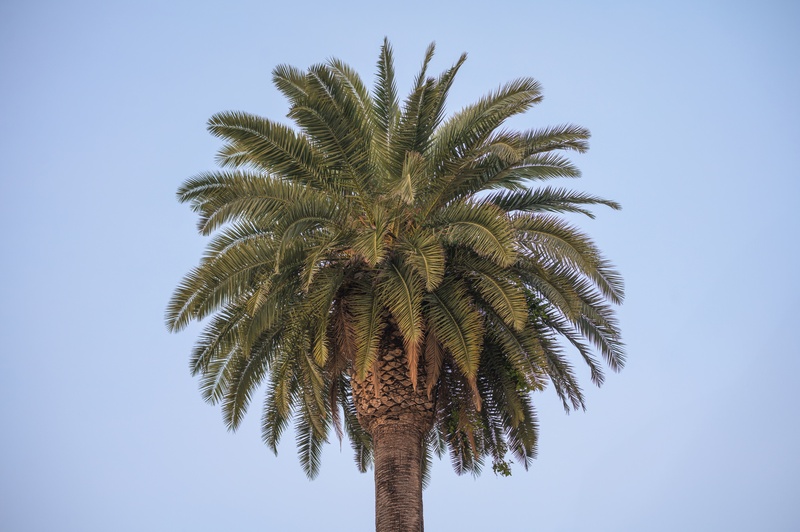 *Palmera canaria (Phoenix canariensis) / Crédito de imagen: Wilfredo Rafael Rodriguez Hernandez -  CC0 1.0*