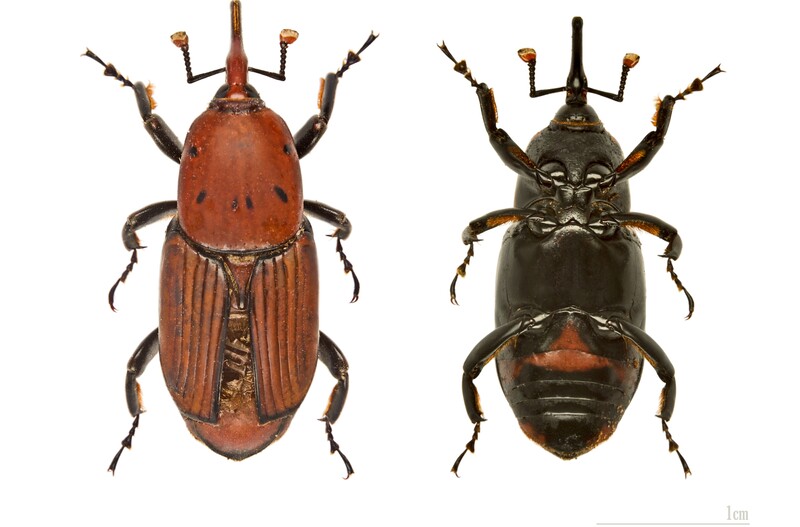 *Vista superior e inferior de ejemplar adulto de picudo rojo (Rhynchophorus ferrugineus) / Crédito de imagen: By Didier Descouens - CC BY-SA 4.0*