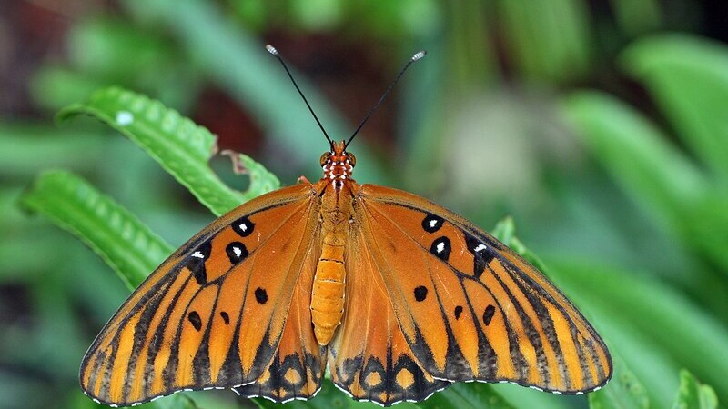Mariposas Salvajes: proyecto de la Arq. Psj. Paula Rial incluida en publicación de IFLA Américas